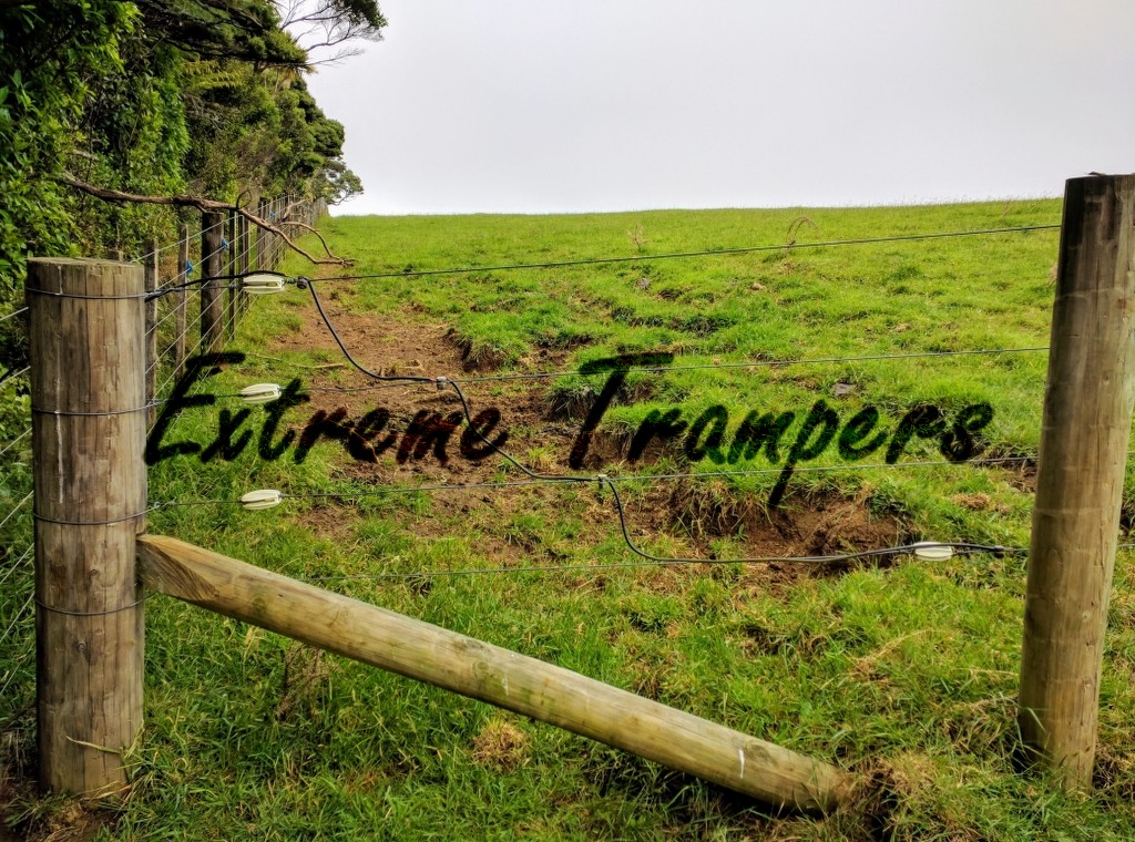 lake_wainamu_bethells_beach_loop_tramp_004