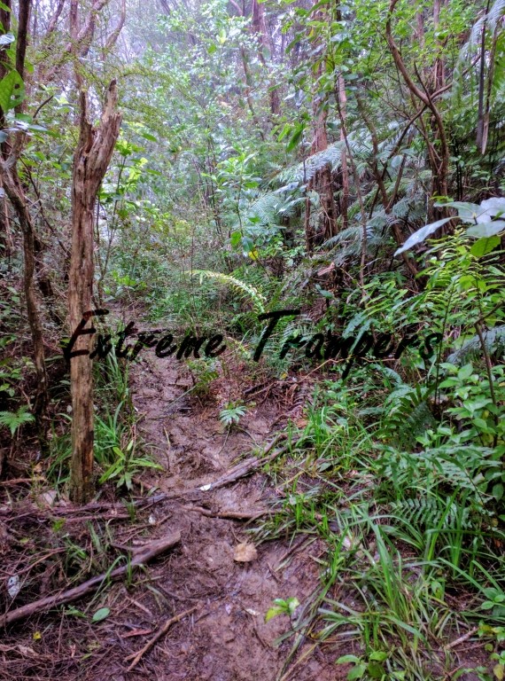 lake_wainamu_bethells_beach_loop_tramp_006